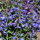 PENSTEMON PRISTINE BLUE