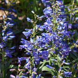 PENSTEMON PRISTINE BLUE