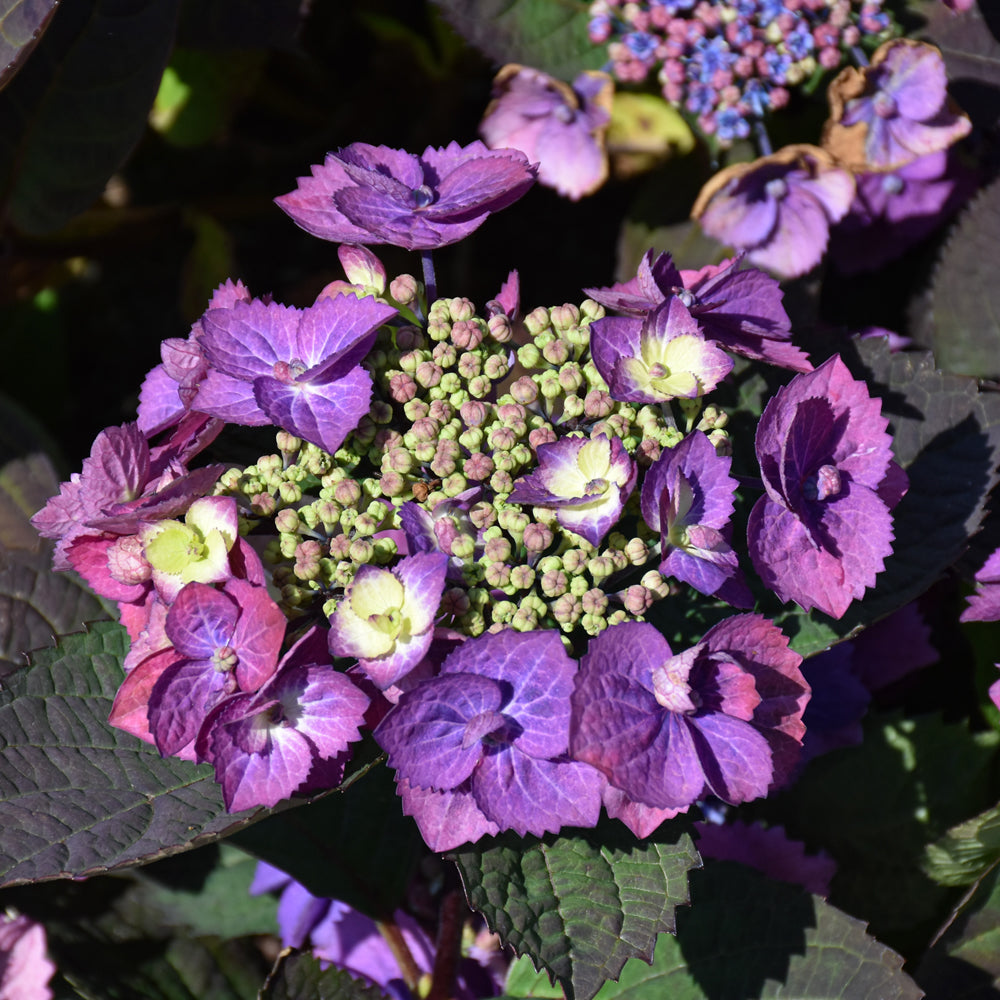 HYDRANGEA TUFF STUFF TOP FUN