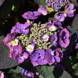 HYDRANGEA TUFF STUFF TOP FUN