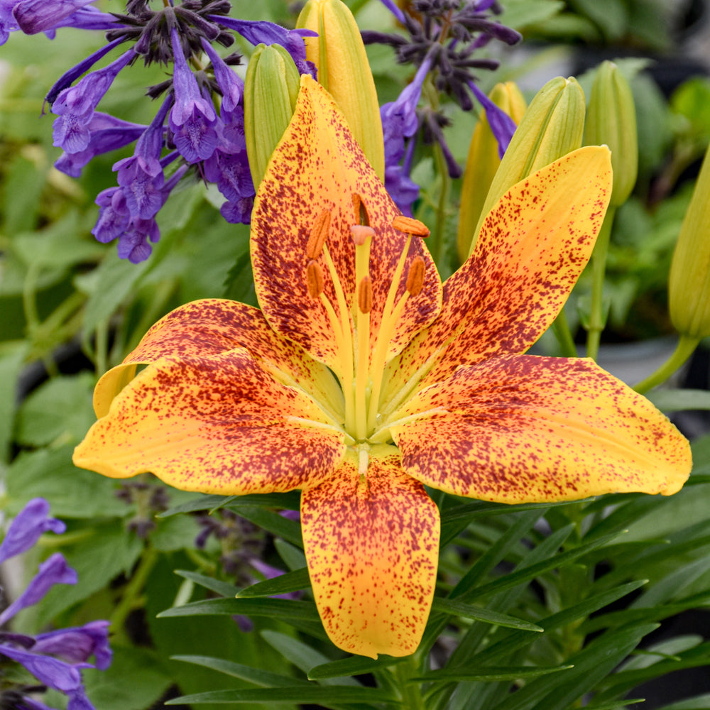 tiny parrot asiatic lily care LILIUM TINY PARROT – Knippel Garden Centre
