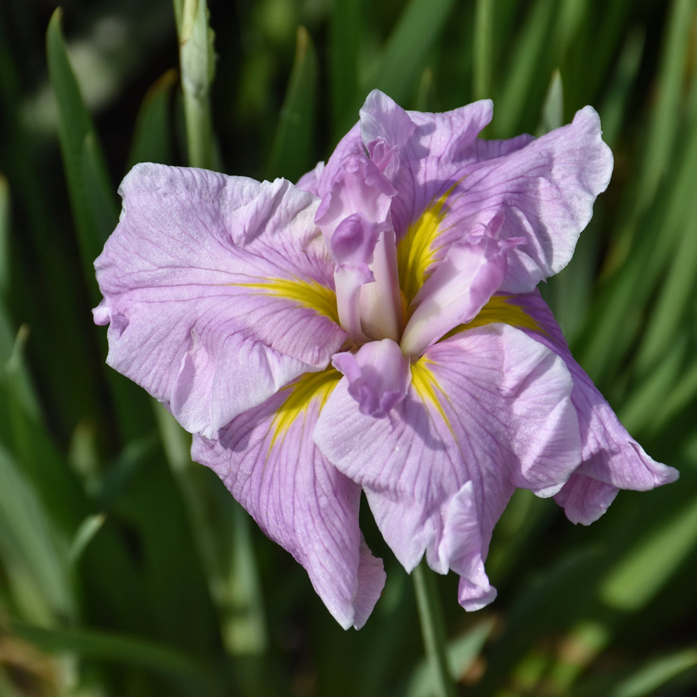 IRIS PINKERTON