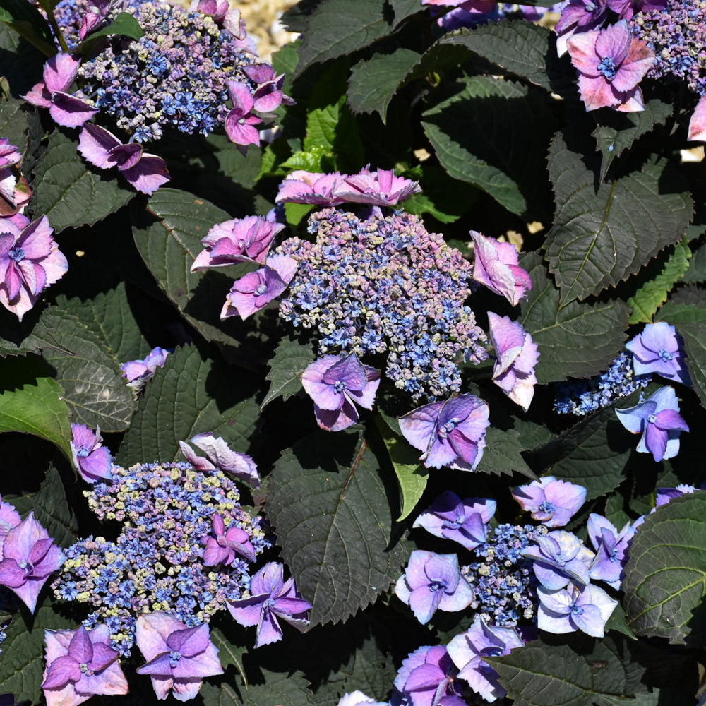 HYDRANGEA TUFF STUFF TOP FUN