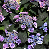 HYDRANGEA TUFF STUFF TOP FUN