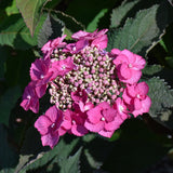 HYDRANGEA TUFF STUFF TOP FUN