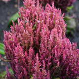 Celosia