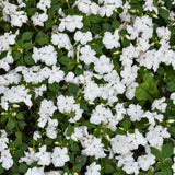 Beacon Impatiens