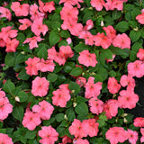 Beacon Impatiens