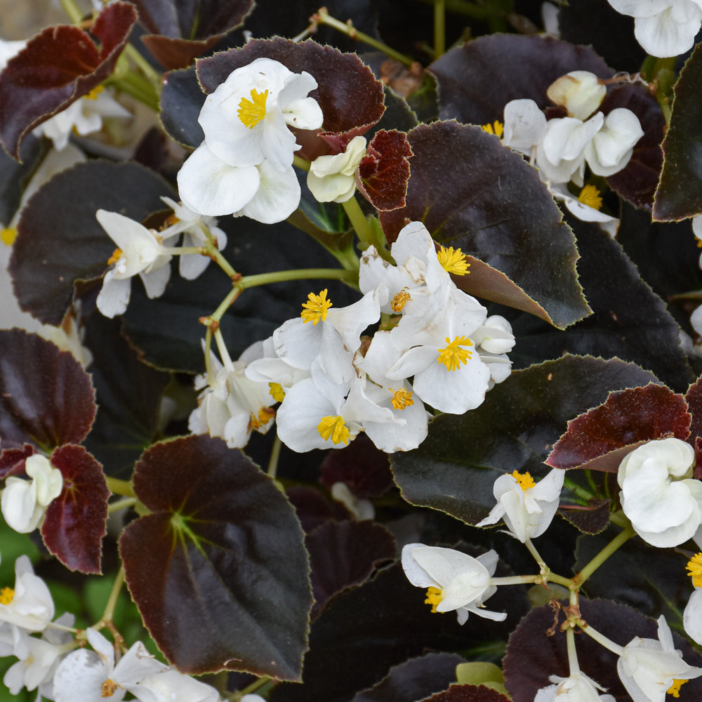 Wax Begonia