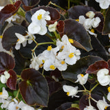 Wax Begonia
