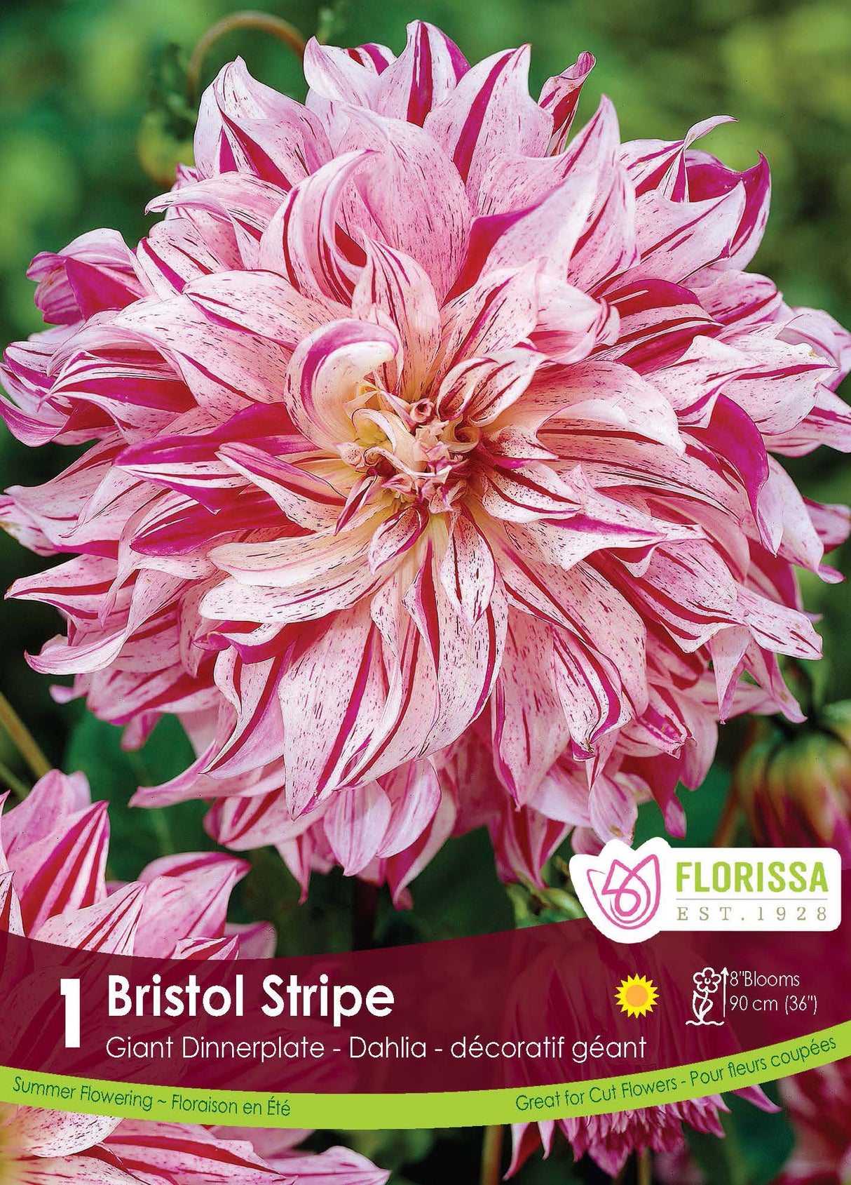 DAHLIA DINNERPLATE BRISTOL STRIPE PKG 1
