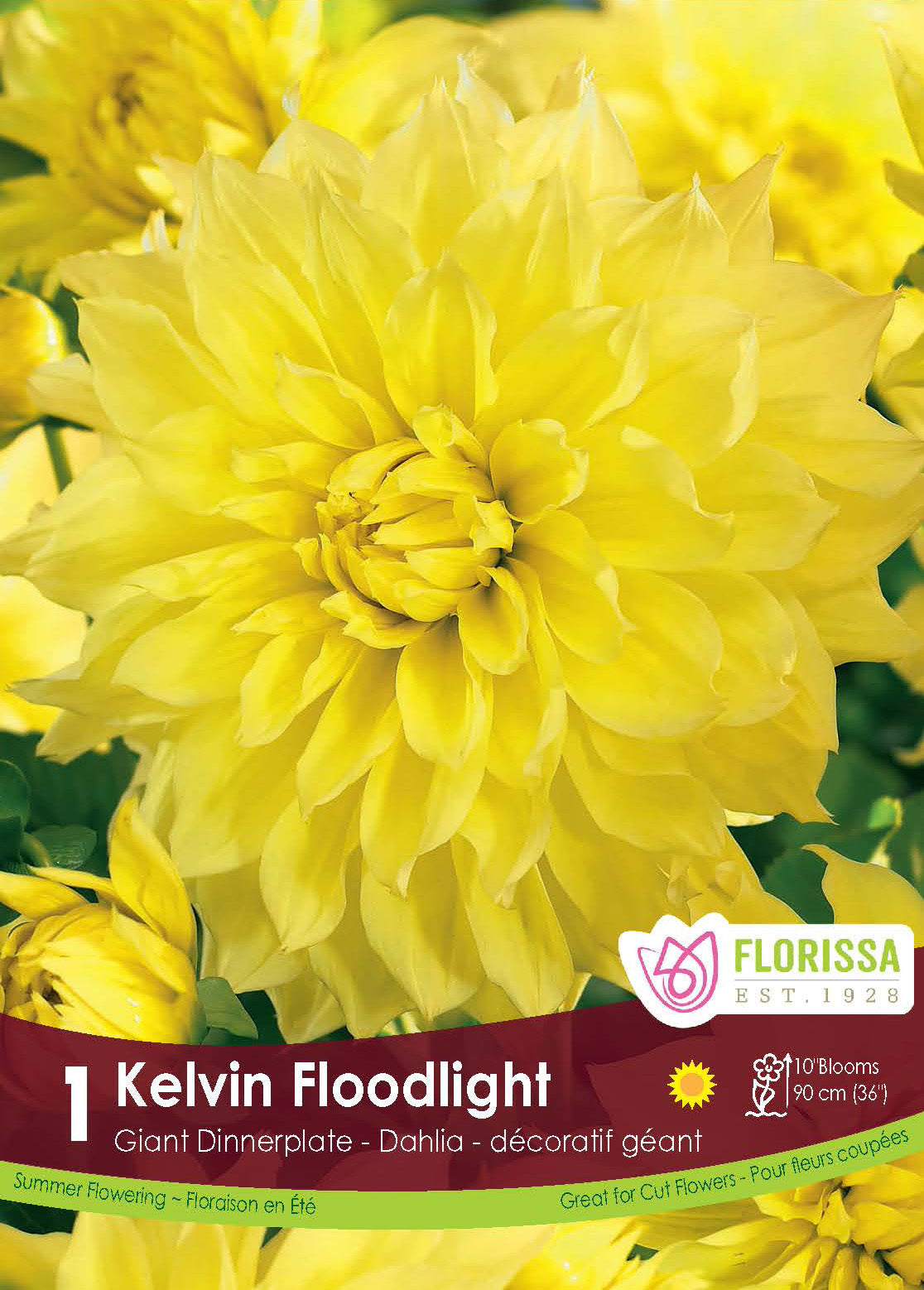 DAHLIA DINNERPLATE KELVIN FLOODLIGHT PKG 1