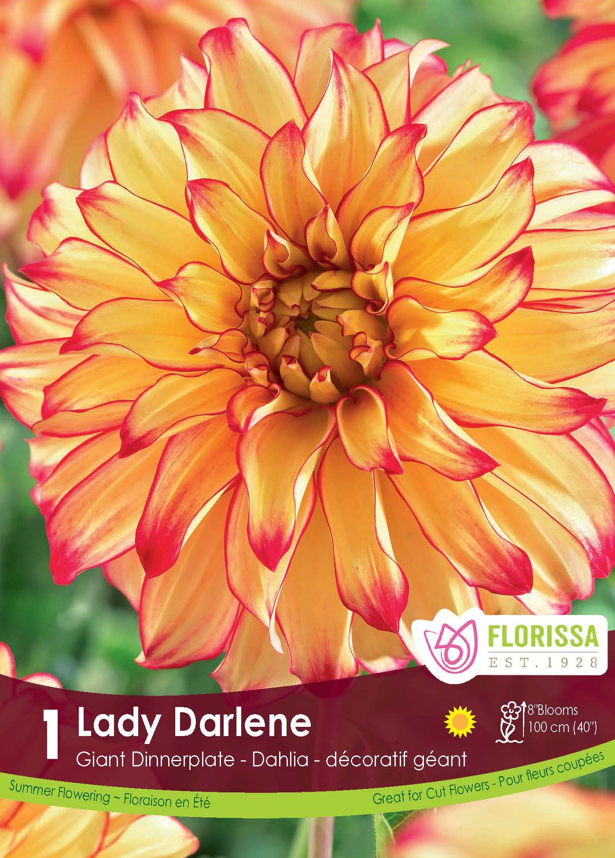 DAHLIA DINNERPLATE LADY DARLENE PKG 1
