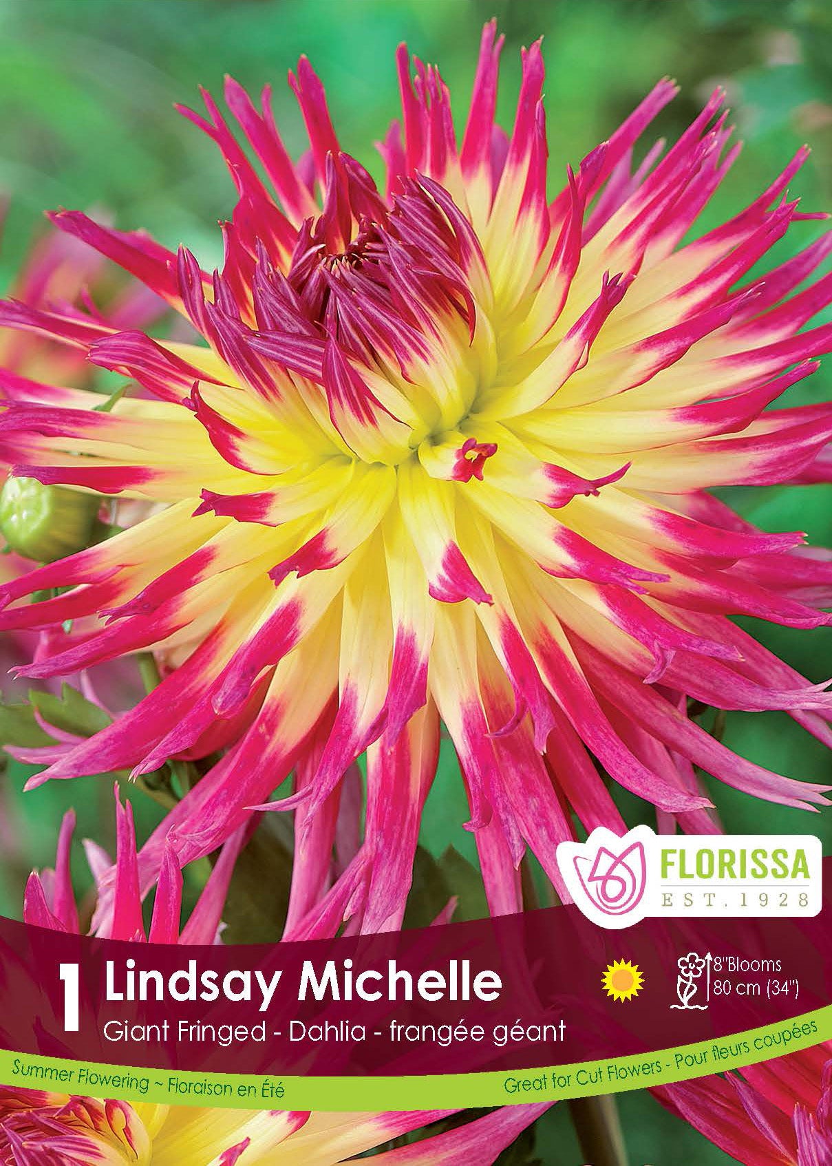 DAHLIA DINNERPLATE LINDSAY MICHELLE PKG 1