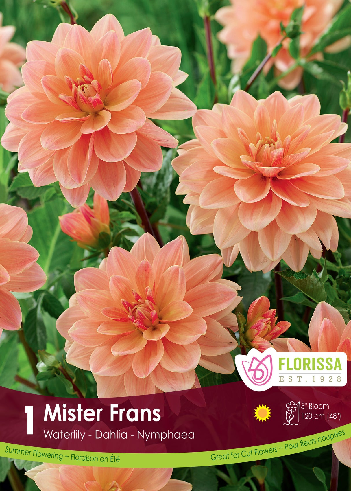 DAHLIA WATERLILY MISTER FRANS PKG 1