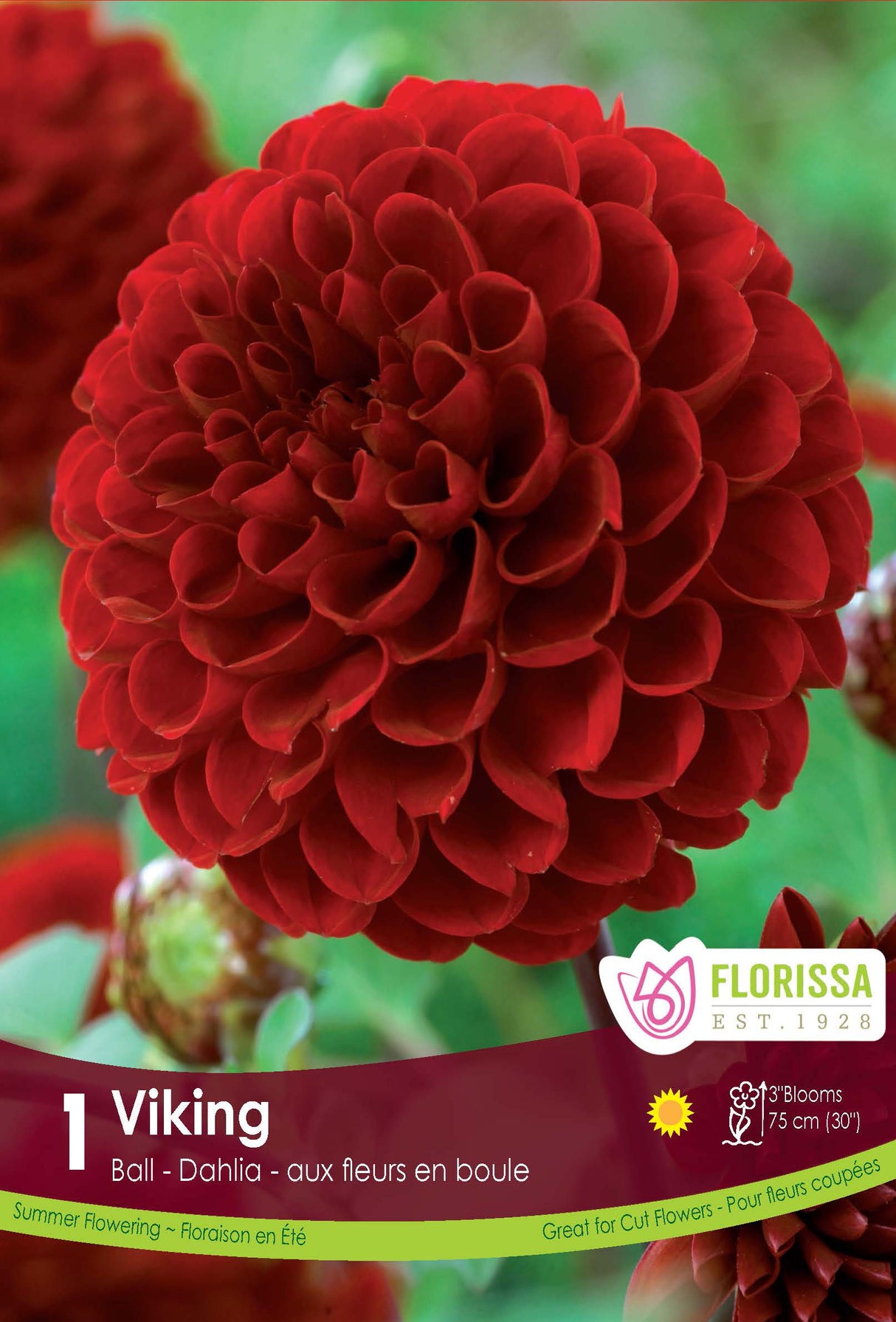 DAHLIA POMPON VIKING PKG 1