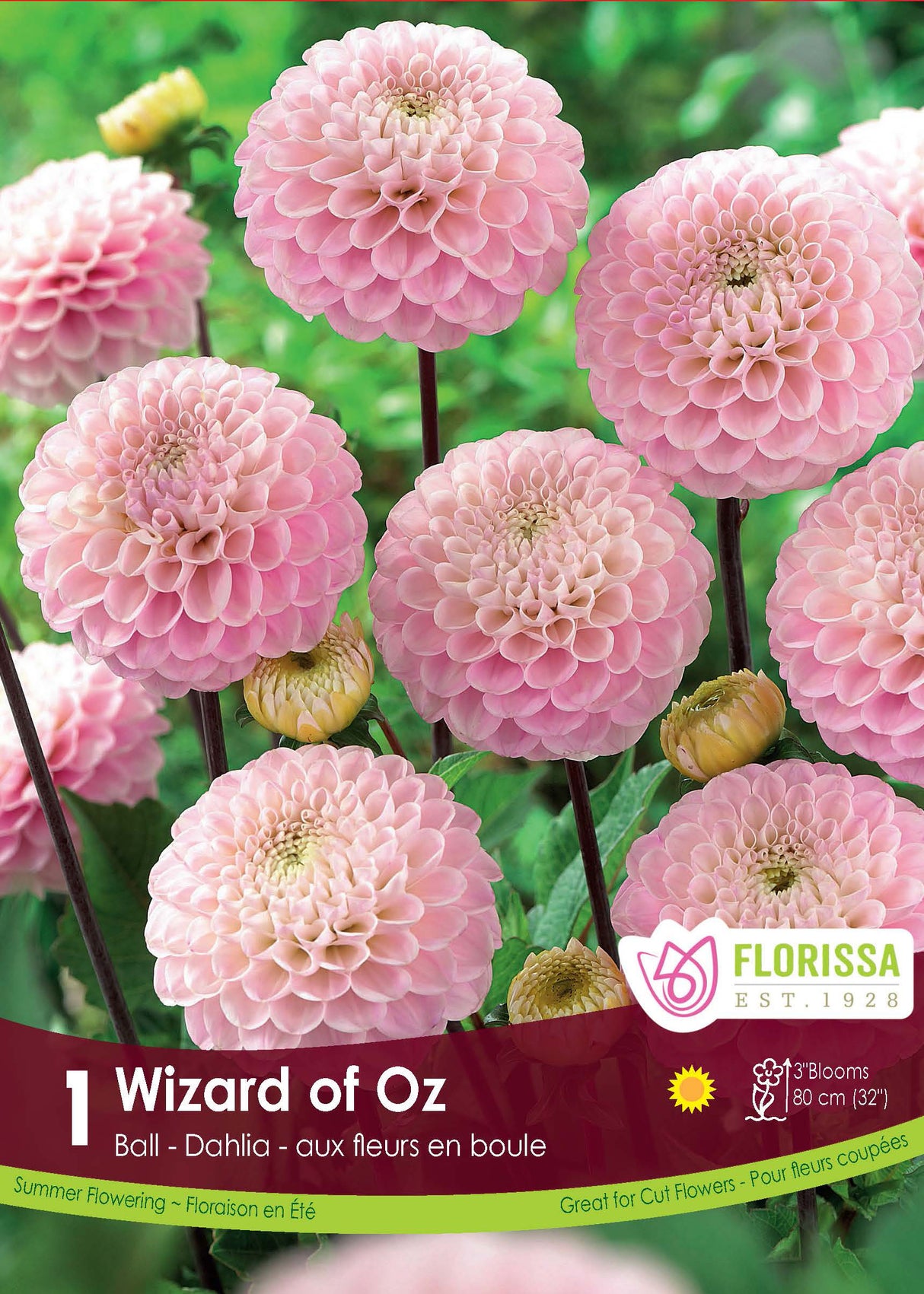 DAHLIA POMPON WIZARD OF OZ PKG 1