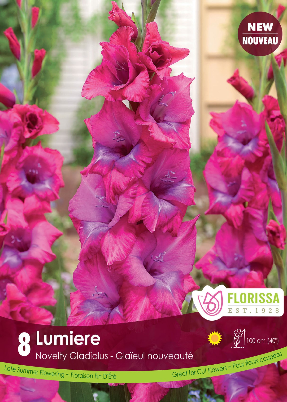 GLADIOLUS LUMIERE PKG 8