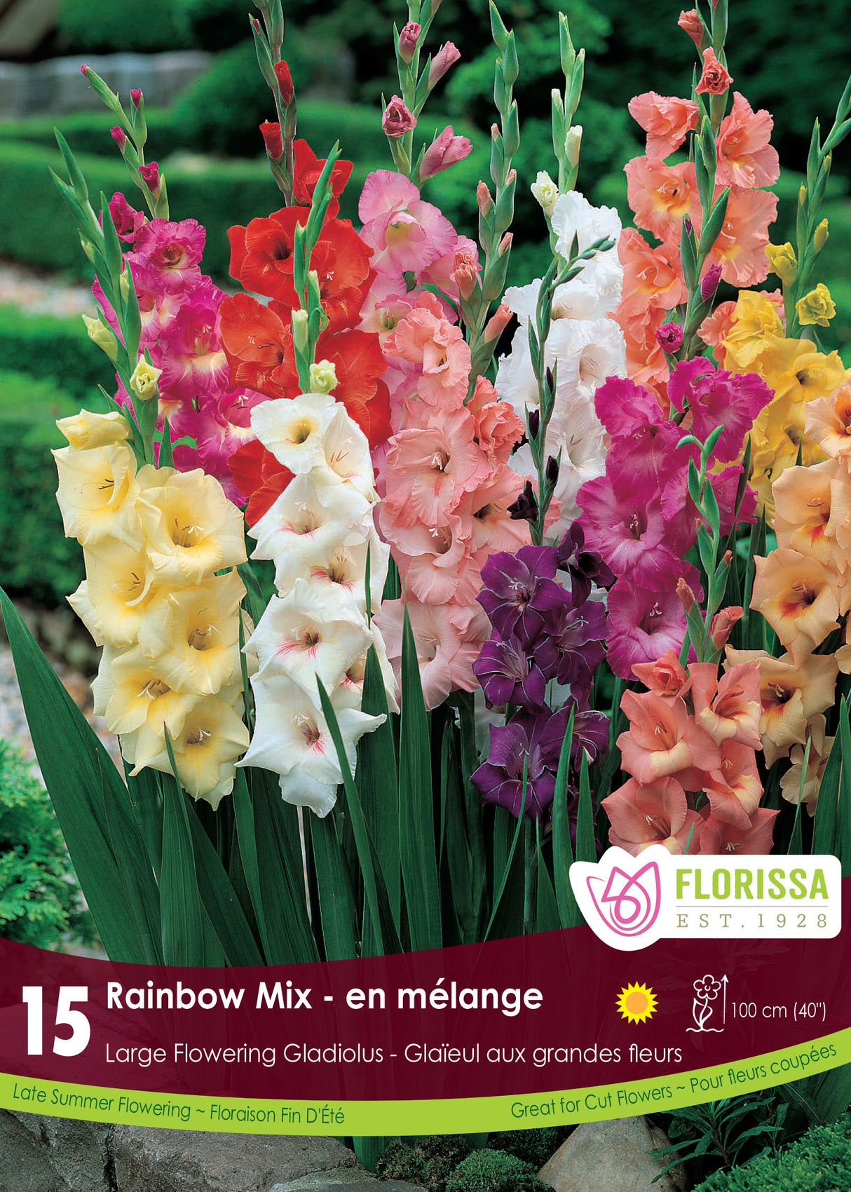 GLADIOLUS RAINBOW MIX PKG 15