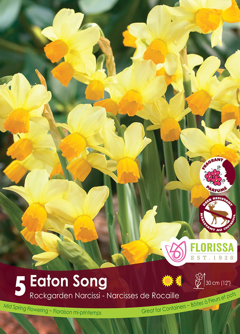 NARCISSUS EATON SONG ROCK GARD
