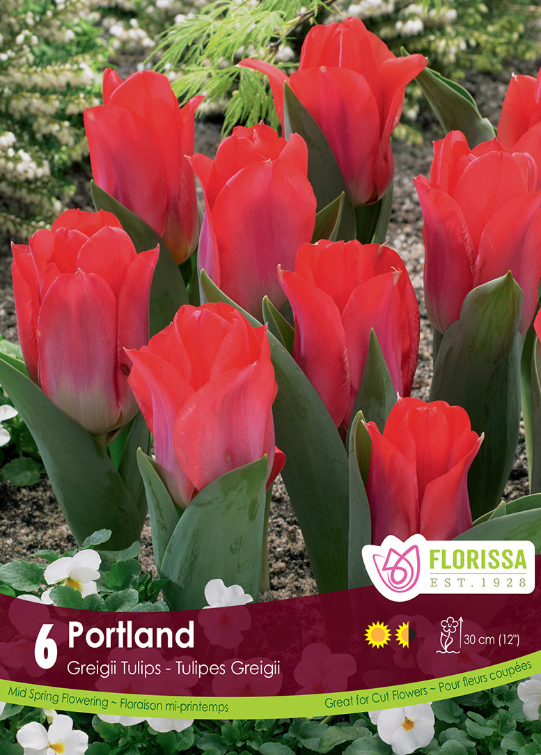 TULIP PORTLAND GREIGII