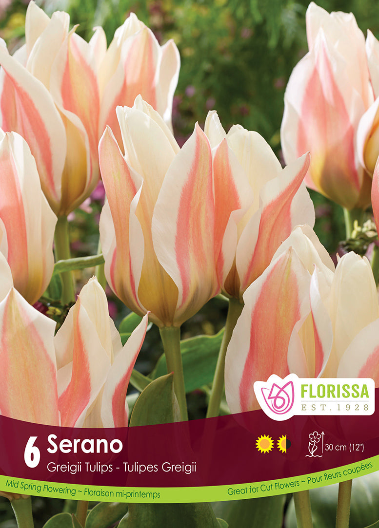 TULIP SERANO GREIGII