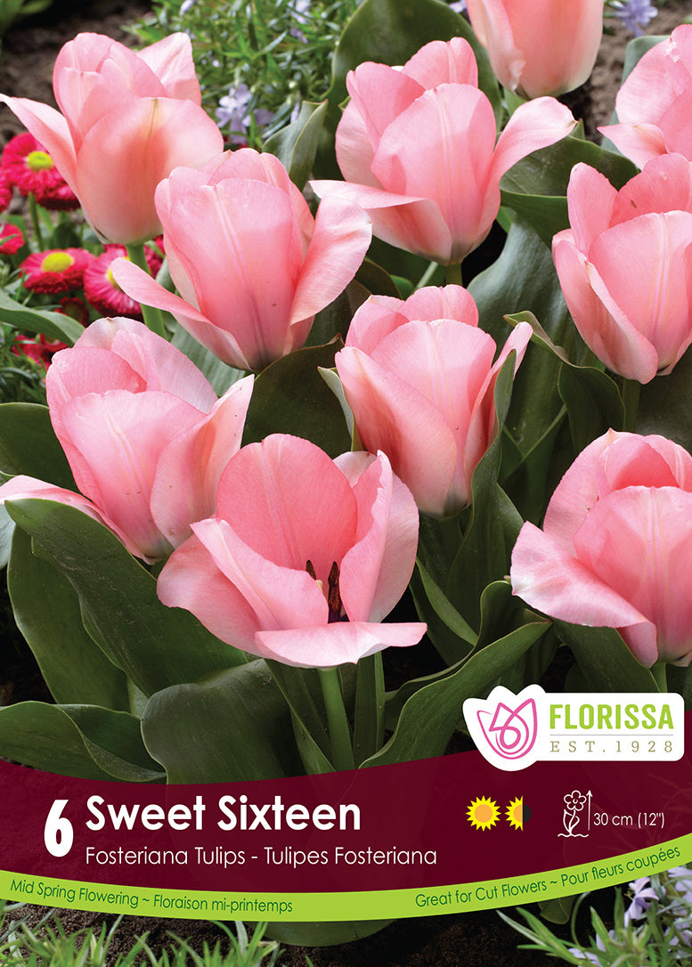 TULIP SWEET SIXTEEN FOSTERIANA