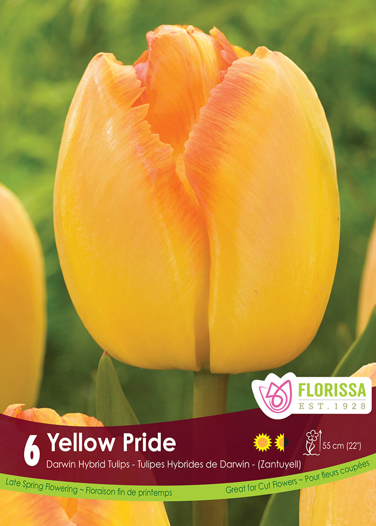 TULIP YELLOW PRIDE DARWIN HYBR
