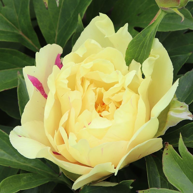 PAEONIA LEMON DREAM – Knippel Garden Centre