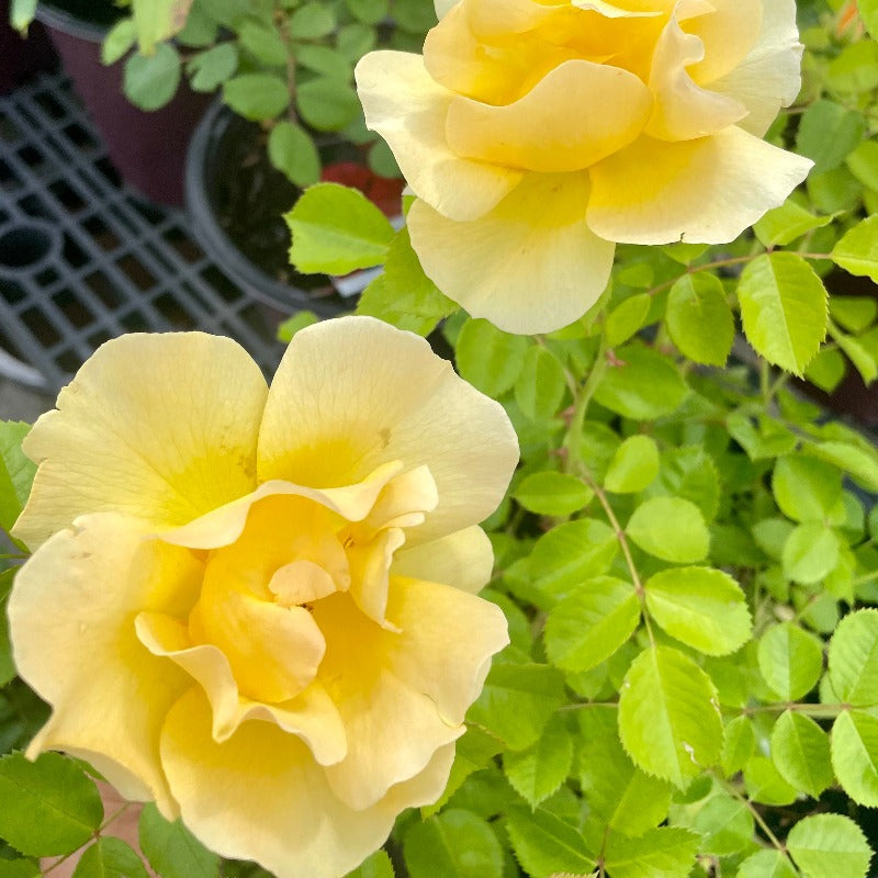 Pale Lemon Roses ROSE SHRUB LEMON FIZZ – Knippel Garden Centre