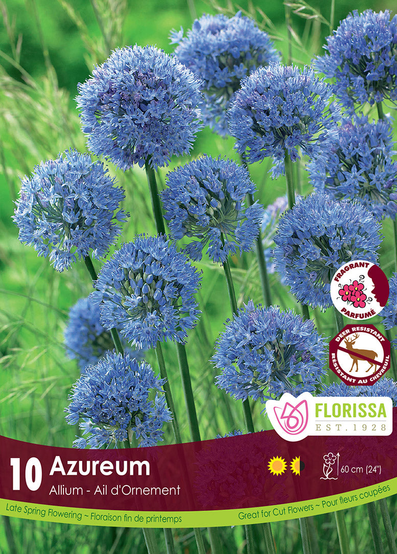 ALLIUM AZUREUM