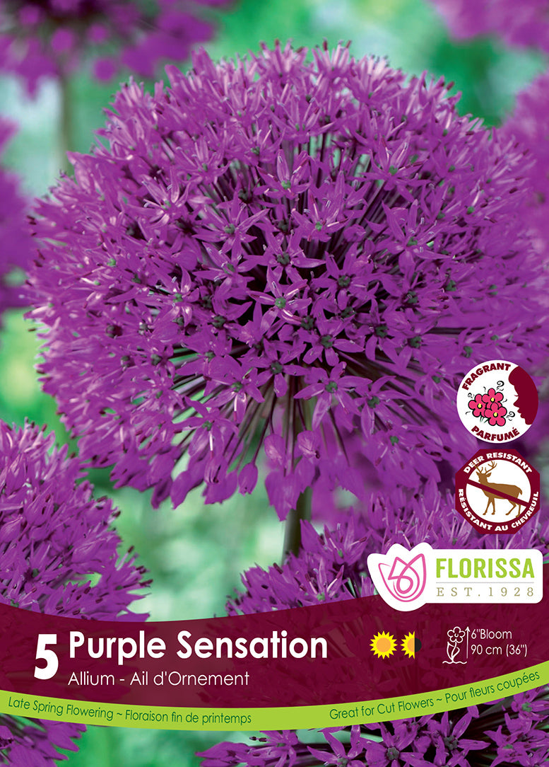 ALLIUM SENSATION POURPRE