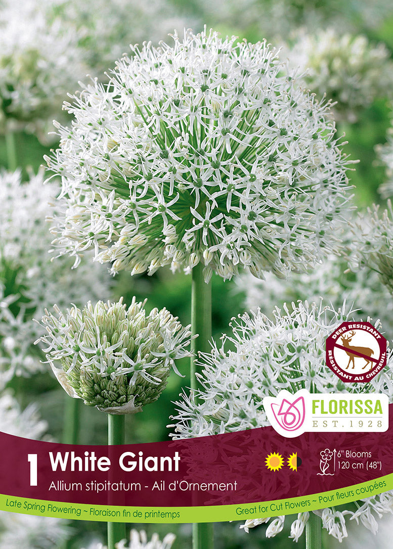 ALLIUM WHITE GIANT