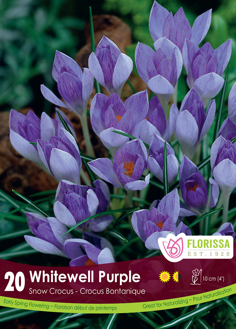 SNOW CROCUS WHITEWELL PURPLE