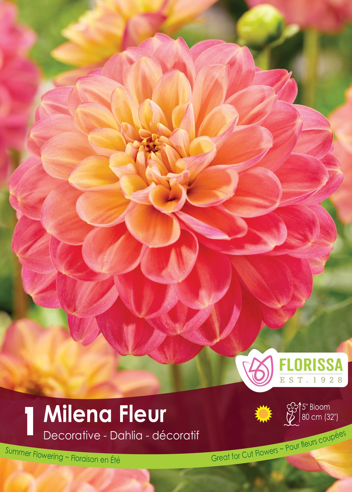 DAHLIA DECORATIVE MILENA FLEUR PKG 1