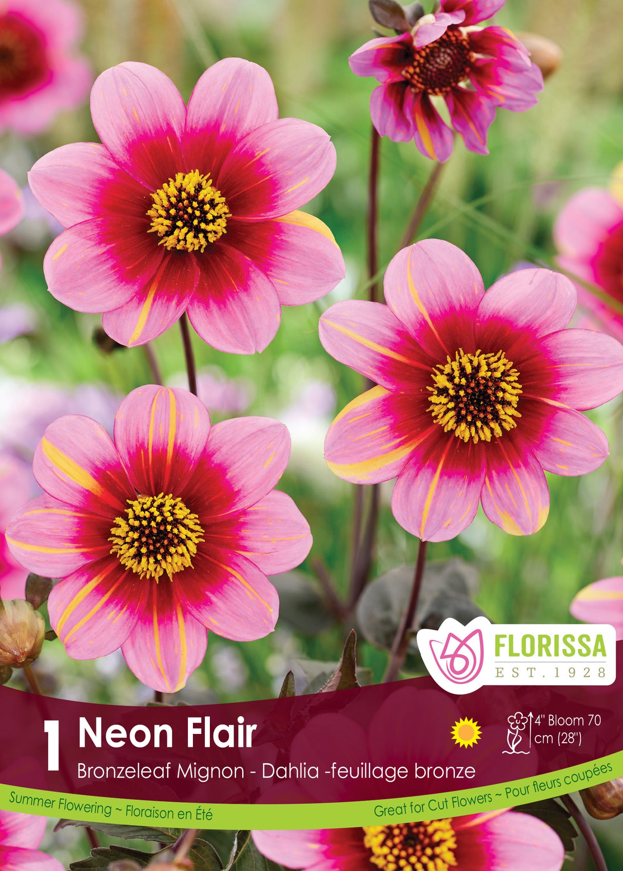 DAHLIA MIGNON NEON FLAIR PKG 1