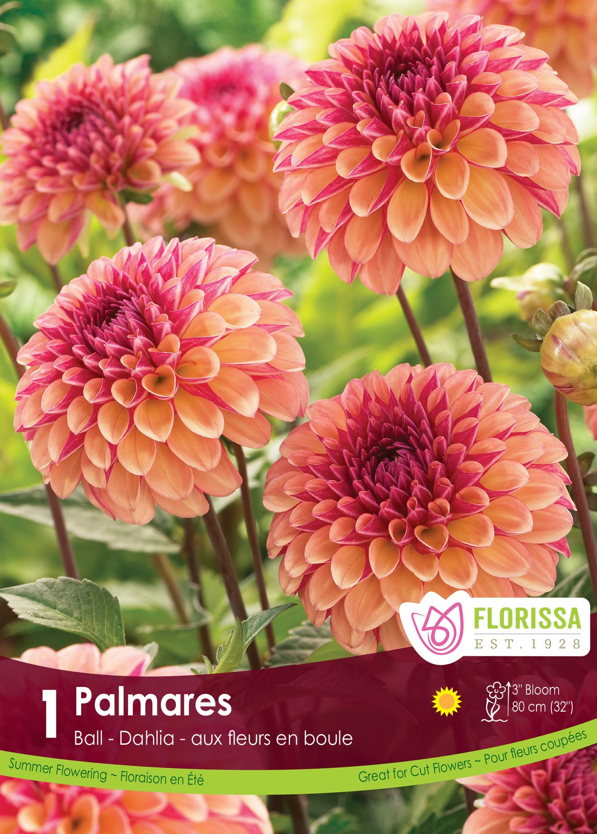 DAHLIA BALL PALMARES PKG 1