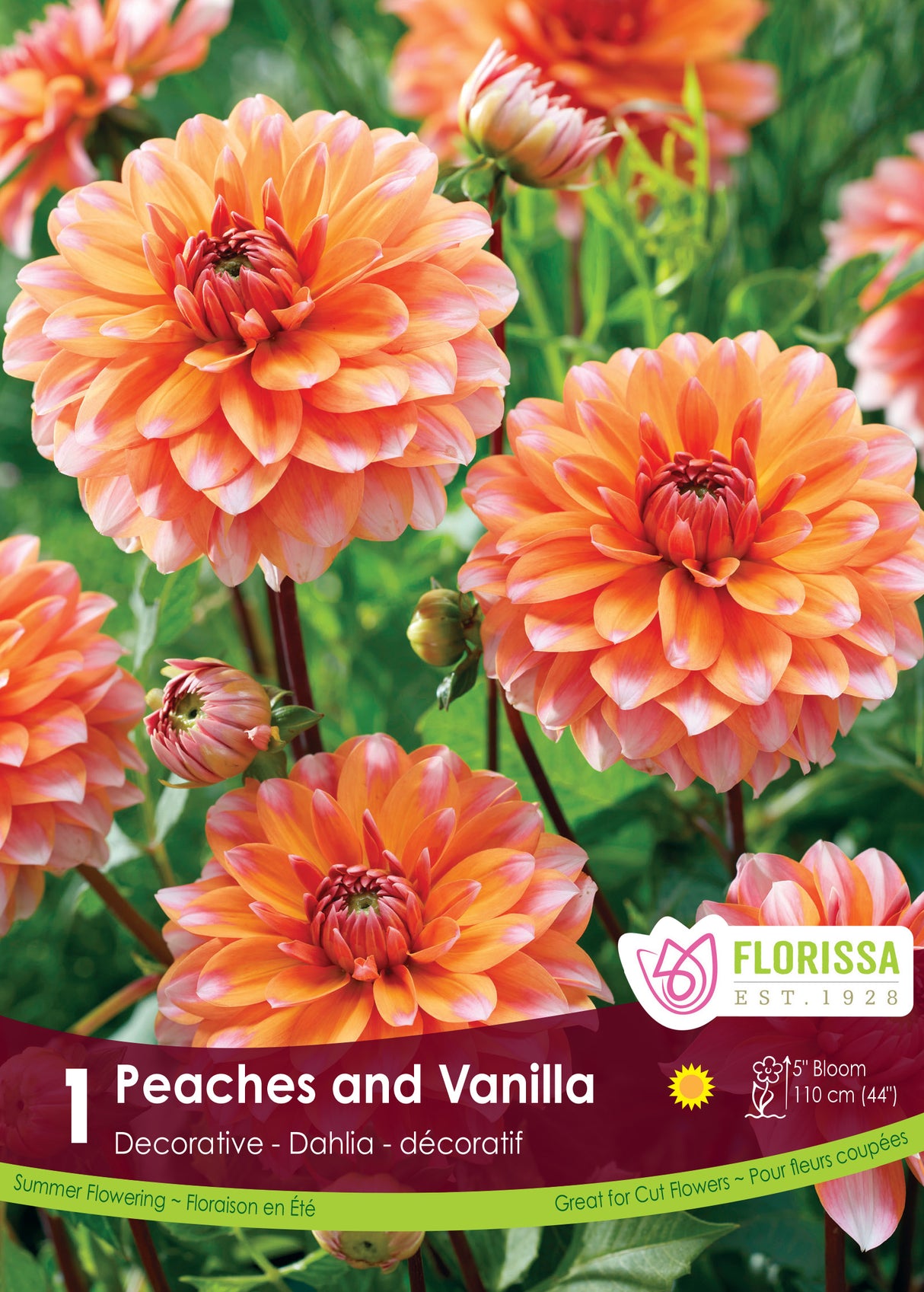 DAHLIA DECORATIVE PEACHES AND VANILLA PKG 1