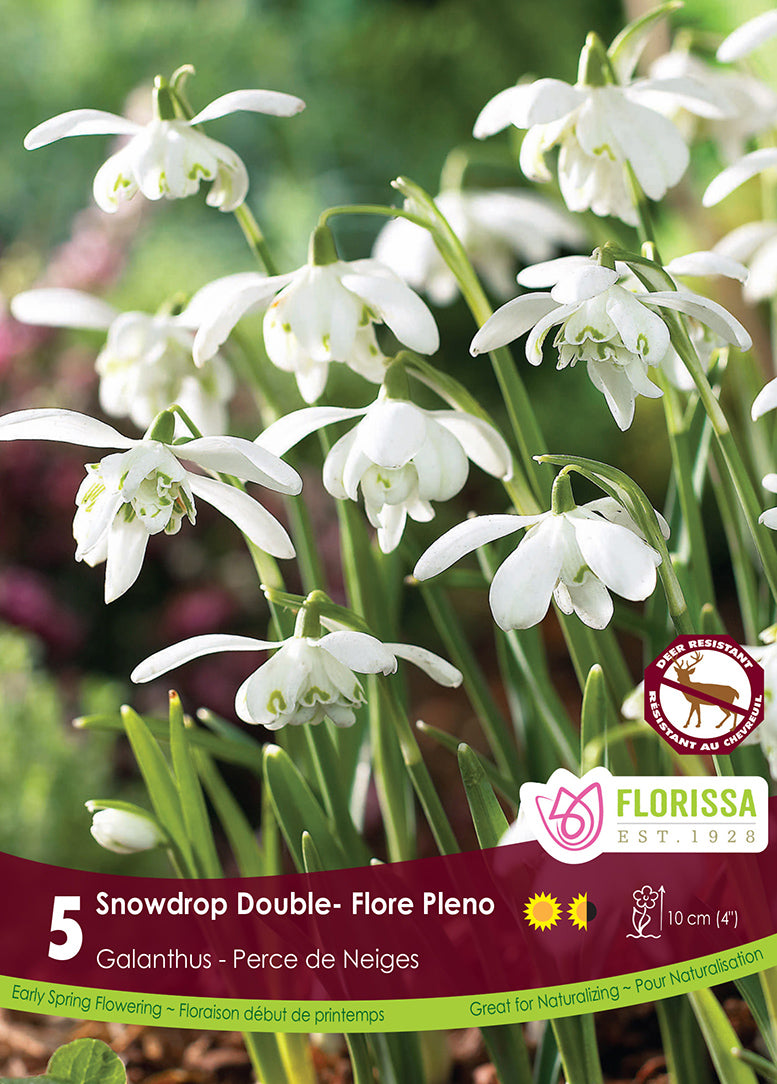 GALANTHUS SNOWDROP FLORE PLENO