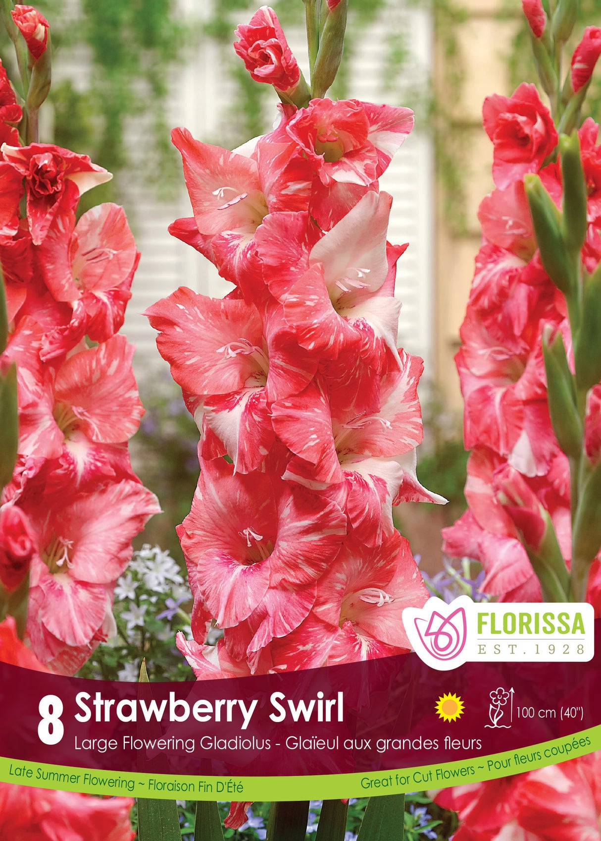 GLADIOLUS STRAWBERRY SWIRL PKG 1