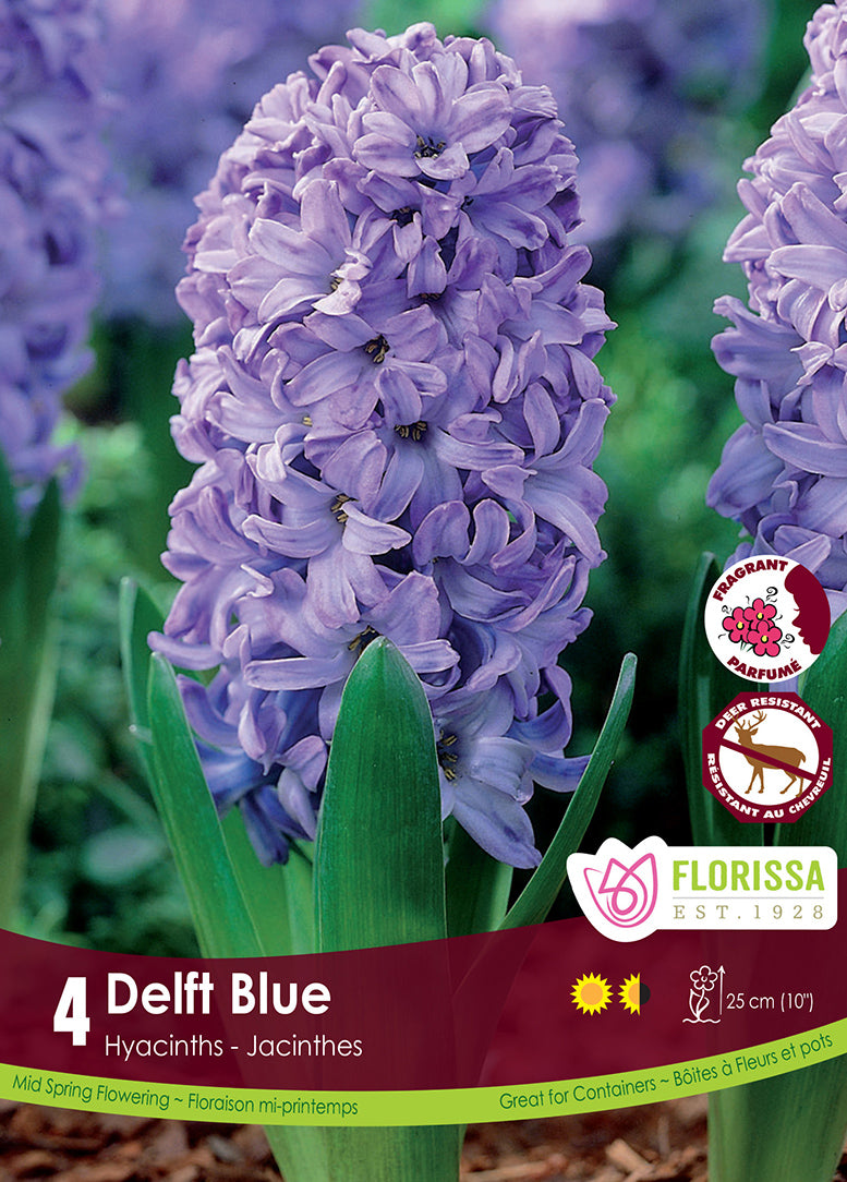 HYACINTH DELFT BLUE