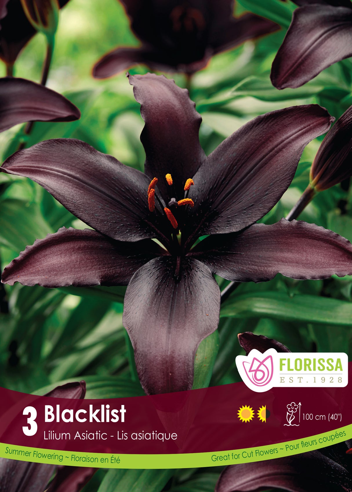 LILY ASIATIC BLACKLIST PKG 3