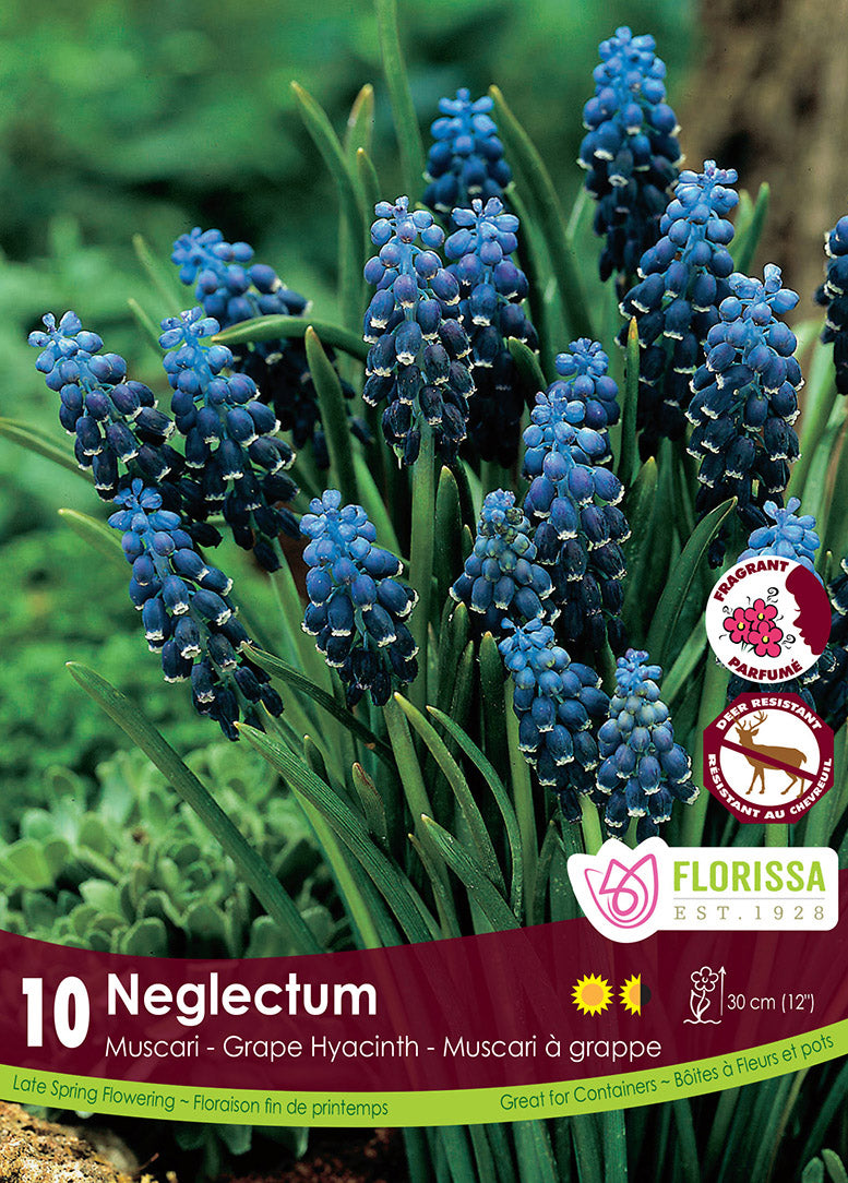 MUSCARI NEGLECTUM