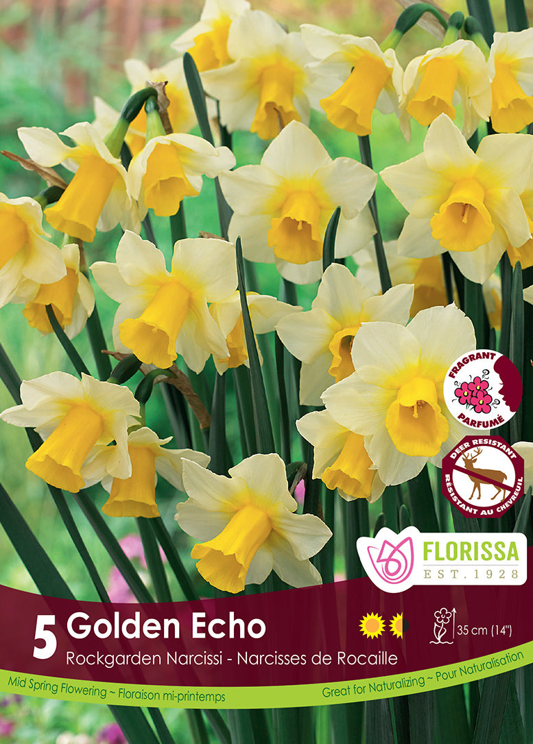 NARCISSUS GOLDEN ECHO