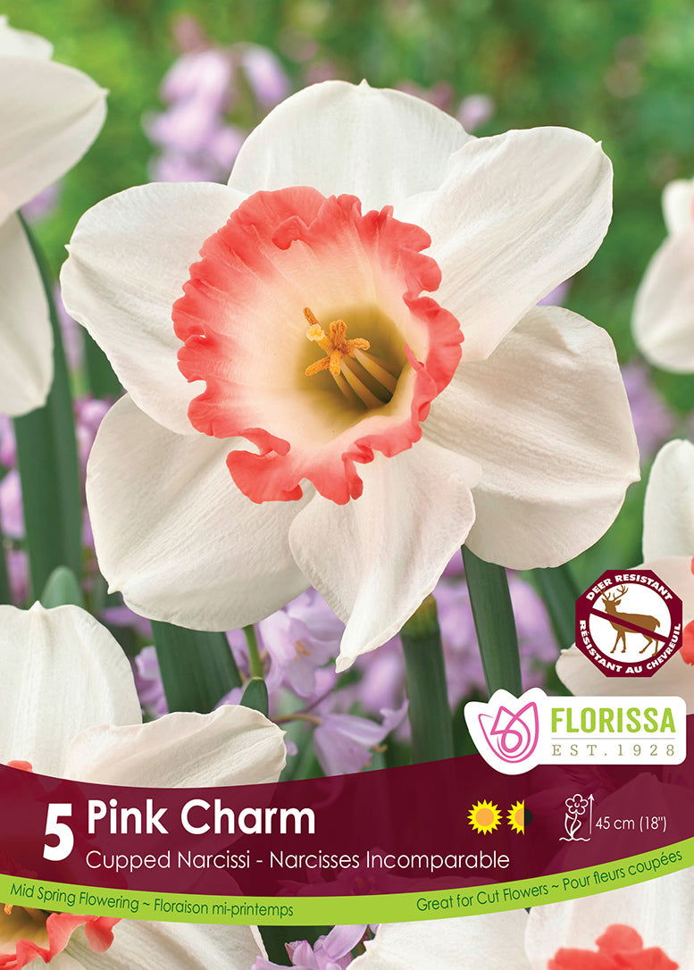 GRANDE TASSE NARCISSUS PINK CHARM