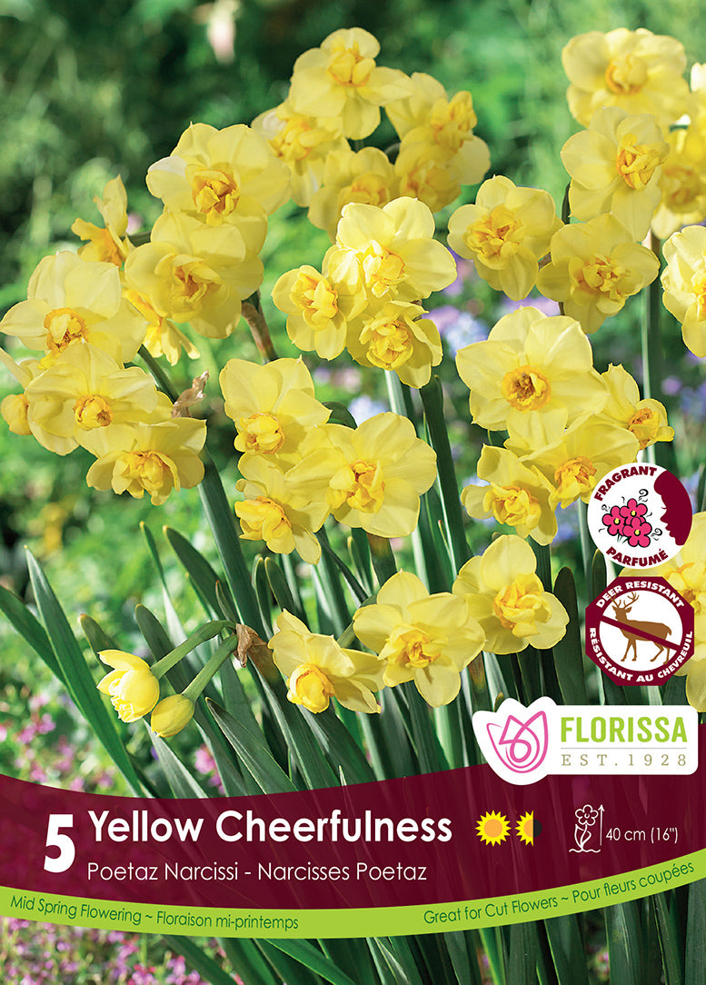 NARCISSUS YELLOW CHEERFULNESS