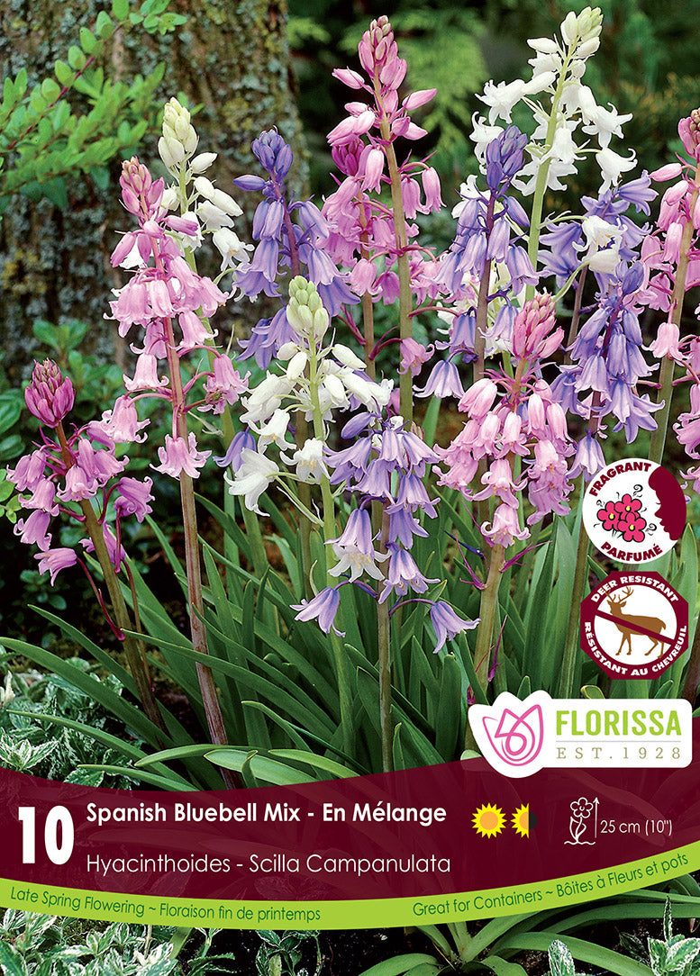 SCILLA SPANISH BLUEBELL MIX
