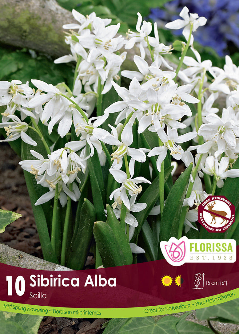 SCILLA SIBERICA ALBA