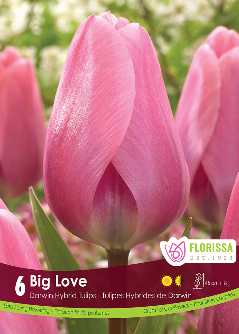 TULIP BIG LOVE DARWIN HYBRID