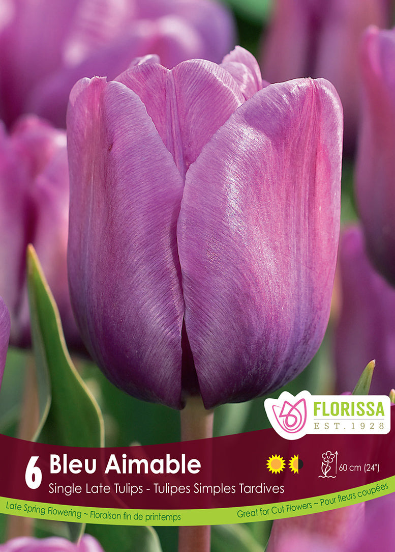 TULIP BLEU AIMABLE SINGLE LATE